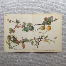 Crab Apple Dogwood Sloe Yew