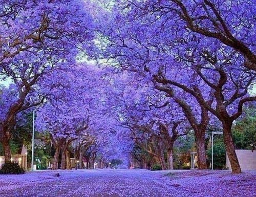 Paulownia tomentosa empress - paulownia, tomentosa,