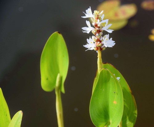 Pontederia cordata alba - cordata, ‘alba’