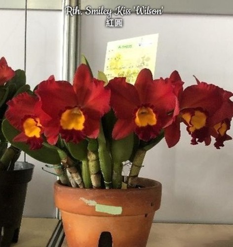 Cattleya rth smiley - cattleya/rth.,