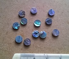 12 PAUA  NEW ZEALAND ABALONE