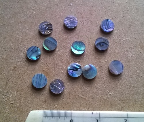 Paua new zealand - ,