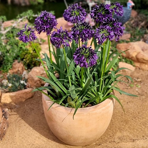 Agapanthus black jack 9cm 3 - black,