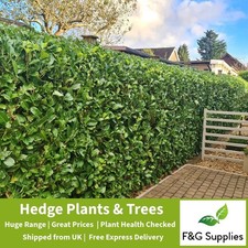Laurel Evergreen hedge plants low maintenance bare root hedging up to 3-4ft tall