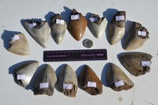 AMAZING VALUE.... 100% GENUINE