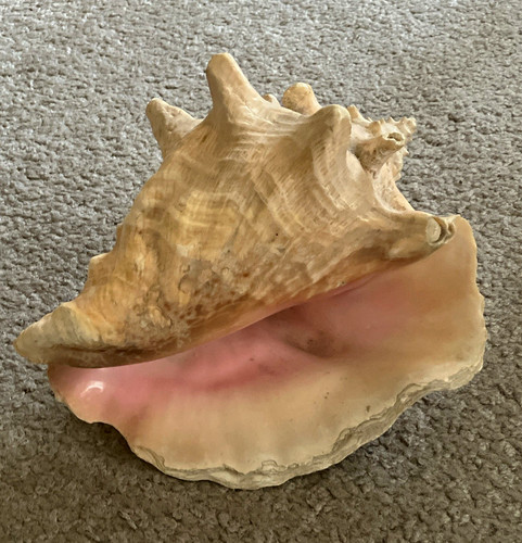 Large natural unpolished conch - large,