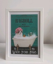 Ragdoll cat  'wash your paws'