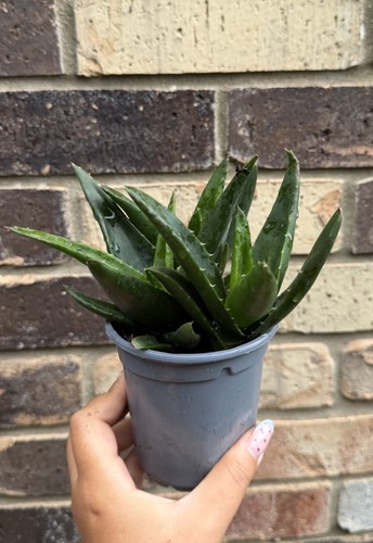 Aloe vera houseplant - houseplant, 9cm