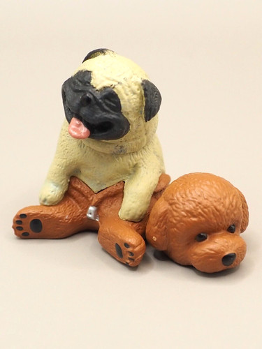 Pug toy poodle - pug,