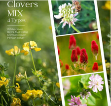 Clover Seeds Tortoise Food Grow Cover Crop Attract Pollinators Bird’s-foot mix