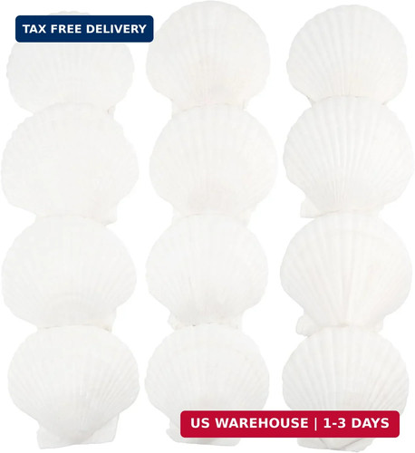 Pcs scallop shells natural - pcs,