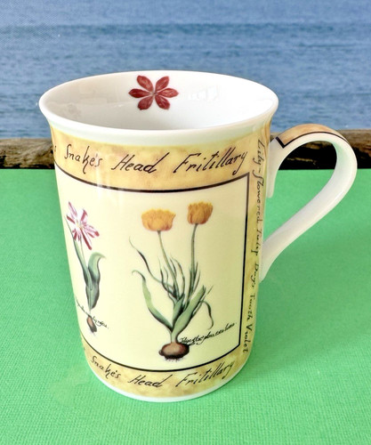 Cloverleaf botanical tulip - botanical,