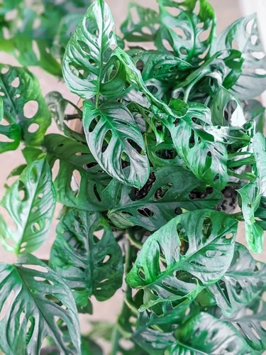 Monstera adansonii swiss - monstera,