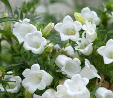 Campanula persicifolia semi