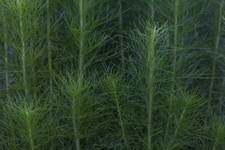 Dill Anethum graveolens –