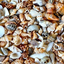Mixed Sea Shells Conch