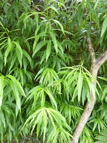 30cm hybrid willow - x,