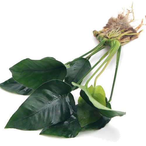Anubias barteri var nana - barteri,