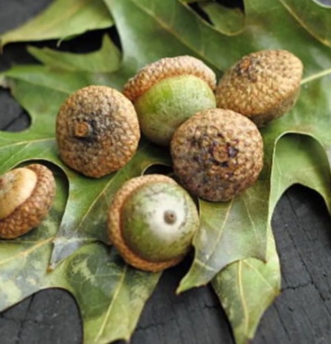 Free bogo fertile - free!, bogo!