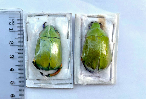Chrysina triumphalis pair - chrysina, triumphalis****pair