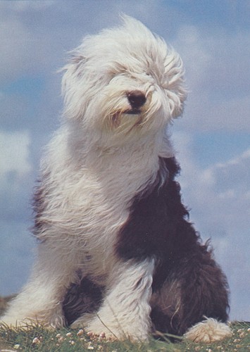 Old english sheepdog dog card - sheepdog,