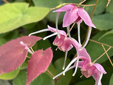 Epimedium Pretty in Pink plant