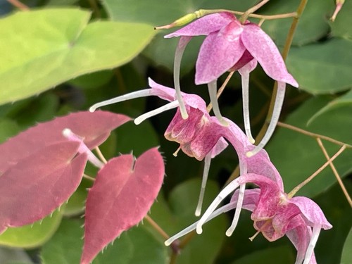 Epimedium pretty pink plant - pretty,