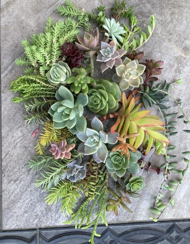 Succulent cuttings with - succulent, 10
