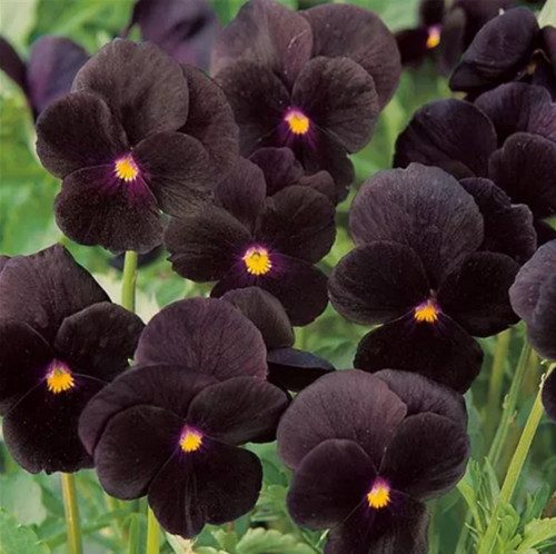 Viola cornuta twix black - viola, x
