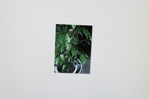 2x20 seeds ficus benjamina - 2x20,