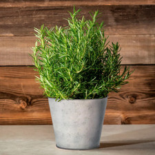 Rosemary Herb Plant, Rosmarinus Officinalis, Evergreen,9cm Pot,Multi-Stemmed!