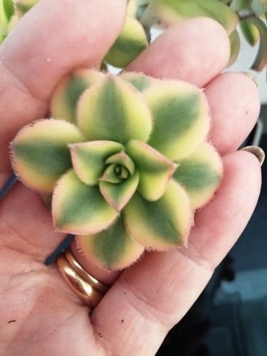 Unrooted cutting aeonium - 1, x