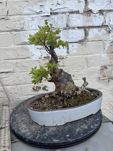 Sageretia theezans