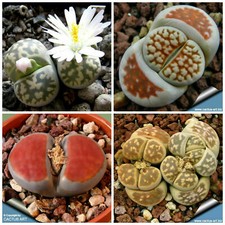 10 seeds of LITHOPS karasmontana mix, living stones