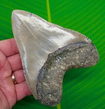 4.92" Megalodon Shark Tooth