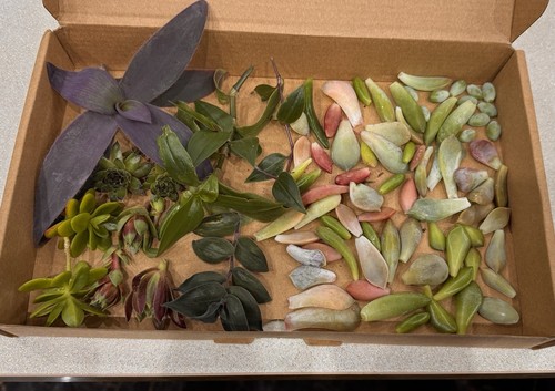 Succulent leaves and cutting - succulent,