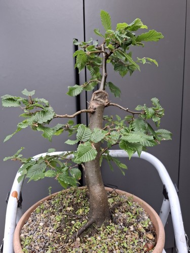 Part trained yamadori hornbeam - yamadori,