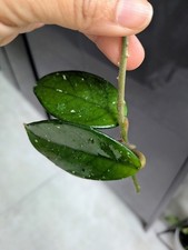 Hoya Carnosa 'Wax Plant'
