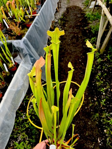Sarracenia rita soper - sarracenia,