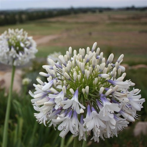 Agapanthus queen mum - agapanthus, ‘queen