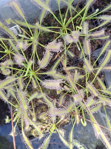 Drosera capensis aka the - capensis,