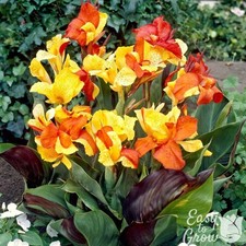 Canna Cleopatra Mix 3 Plant