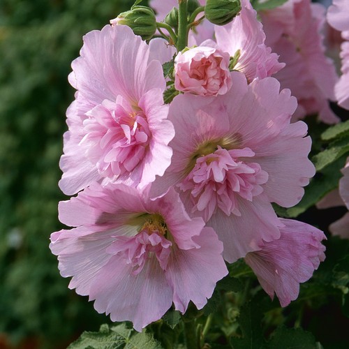 Hollyhock spring celebrities - hollyhock,