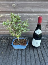 Bonsai Tree's Satsuki Azalea