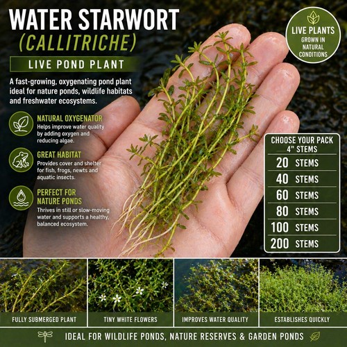 Water starwort - water,