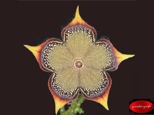 Edithcolea grandis huernia