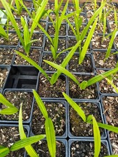 Trachycarpus Wagnerianus X T