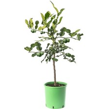 Assorted Indoor Citrus Trees