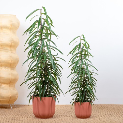 Ficus alii indoor houseplant - ficus,