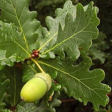 Quercus robur 'English Oak' Bare Root Hedge Green Hedging Tree Plants